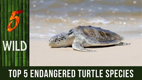 Top 5 Endangered Turtle Species That Needs Saving | 5 WILD