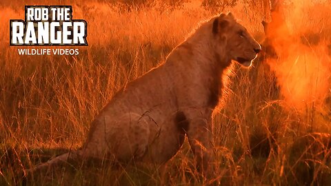 Early Morning With The Marsh Lion Pride | Mara North Safari | Zebra Plains On Tour