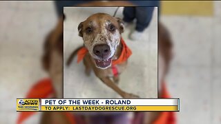 Pet of the Week - Roland