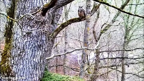 Female Eagle Owl Guarding the Nest 🦉 03/22/23 06:11