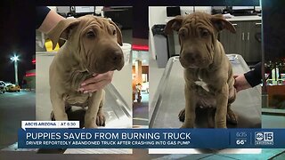 Driver crashes into Mesa gas pumps, leaves puppies in burning truck, police say