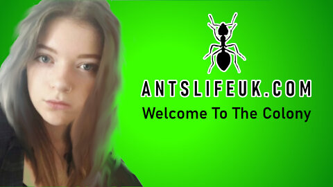 AntsLifeUK - Welcome to the colony!