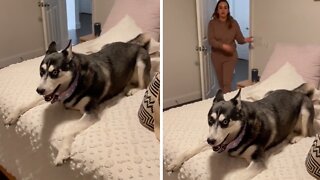 Guilty husky definitely knows that mom is the boss