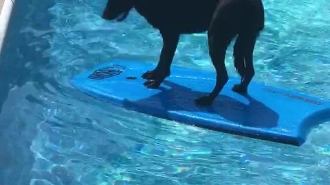 Dog Enjoys Pool Time As A Reward For Successful Spelling Bee