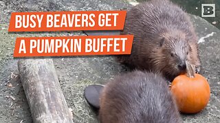 Beavers Savor Fall Treats Ahead of Halloween at Pittsburgh Zoo