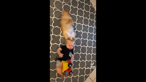 Baby Trying To Play With Sleepy Pomeranian Puppy