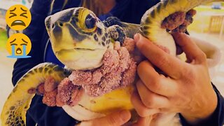Turtle Seek Help From Humans | Removing Monster Barnacles