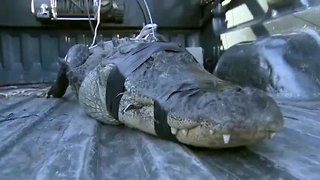 80-year-old Florida man wrangles large alligator in his backyard