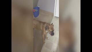 Dog Goes Crazy when Music is Playing