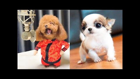 cute Baby Animal video-Cutest Puppy Ever