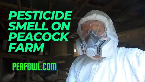 Pesticide Smell On Peacock Farm , Peacock Minute, peafowl.com