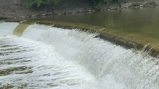 2021 Salmon run Humber River 10