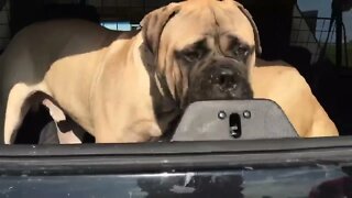 Happy puppy. Brother and sister. LonelyCreek bullmastiff #puppy #bullmastiffpuppy