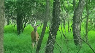 Lush forest and beautiful deer🦌🍃