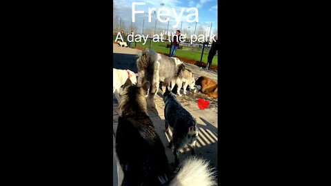 Freya the husky dog a day at the park