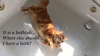 Funny Clever Cat Plays With Ball in the Bathtub