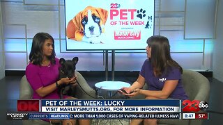 Pet of the Week: One-year-old Lucky