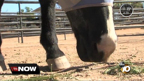 Red Flag winds damage horse farm