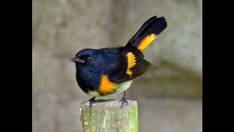 Canto do pássaro Redstart americano