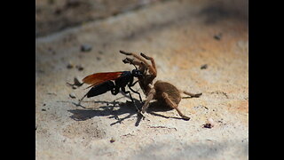 SCARY! 4 creepy bugs in Arizona - ABC15 Digital