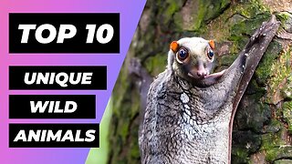 TOP 10 Unique Animals YOU WON'T BELIEVE Exist | 1 Minute Animals