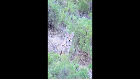 Hunting Coyotes #shorts #dogs #animals #hunter #039