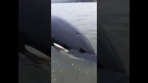 How the little killer whale cries when it is stranded
