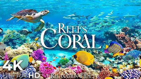 4K - Aquarium Vibrant colors and Marine life - Beautiful Piano Music