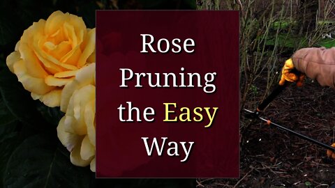 Rose Pruning the Easy Way