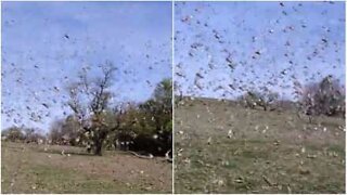 Impressive grasshopper invasion in Argentina