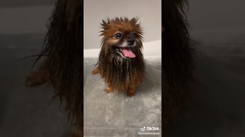 Unlike most dogs, my pups love showers!