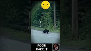 TALE of Rabbit and Bear