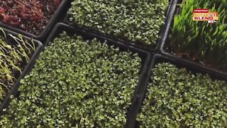 Sunflower and Stars Farm | Morning Blend