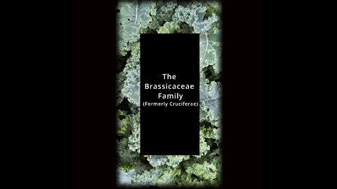 The Brassicaceae Family (Formerly Cruciferae)