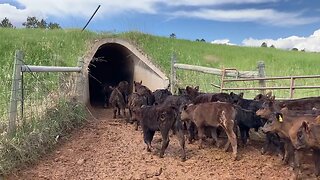 Cattle Drive Through a Tunnel!