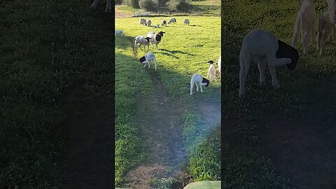 Dorper Lambing Season Well Underway