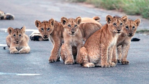 Cute Lion Cubs Cause A Roadblock In South Africa