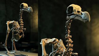 Collector Sells Rare Dodo Bird Skeleton