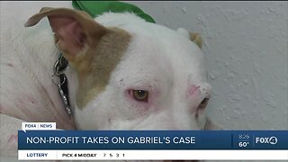Non-profit joins in fight for justice for abused dog