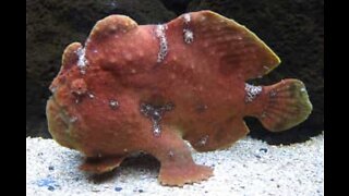The strange beauty of Commerson's frogfish