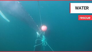 Moment volunteers rescued an exhausted humpback after it got caught on fishing nets