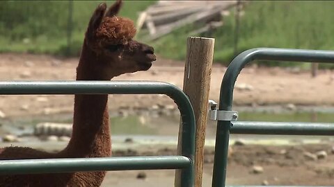 Colorado farm sanctuary reaches goal to expand property, create better life for animals