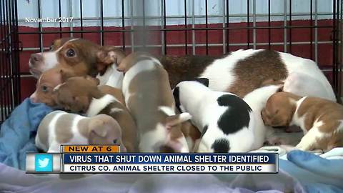 Citrus Co. animal shelter closed after virus