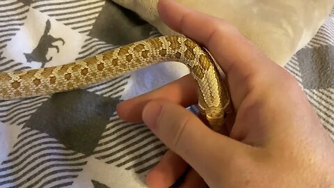 Timothy is feeling combative today! (A Hognose Snake Video)