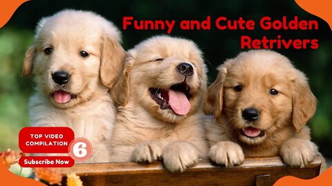 Top Funniest Dogs of 2022 | Video Compilation 6 | Golden Retrievers #funnygoldenretriever #part6