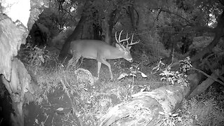 Big Whitetail Buck