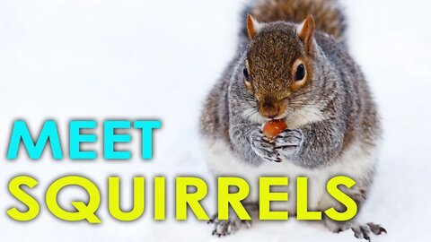 SOME INTERESTING FACTS ABOUT THIS BEAUTIFUL SQUIRRELS WILL BLOW YOUR MIND -HD | FLYING SQUIRREL