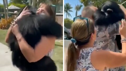 Heart-melting reunion between a monkey and the couple who raised him
