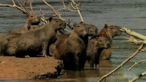 ok i pull up capybara but it's Future Bounce