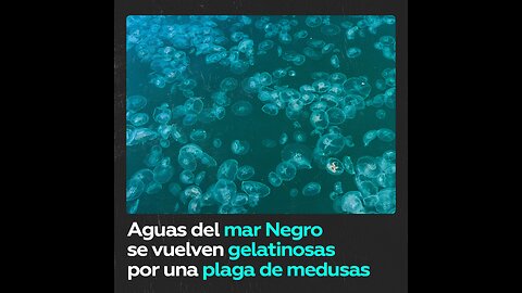 Una invasión de medusas convierte el mar Negro en mermelada